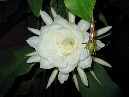 昙花哥爆料内容大全最新,揭秘娱乐圈最新动态与幕后故事